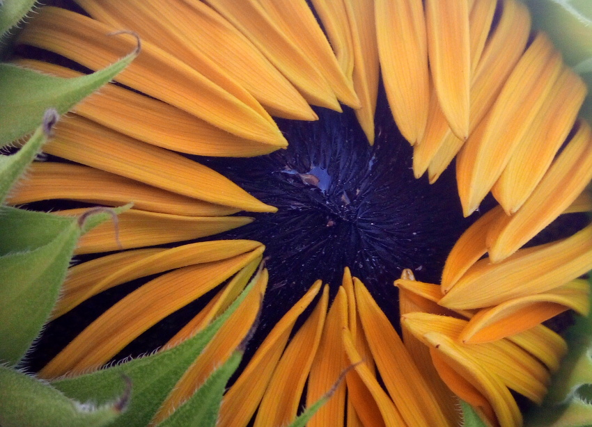 Sunflower - Dubrovnik